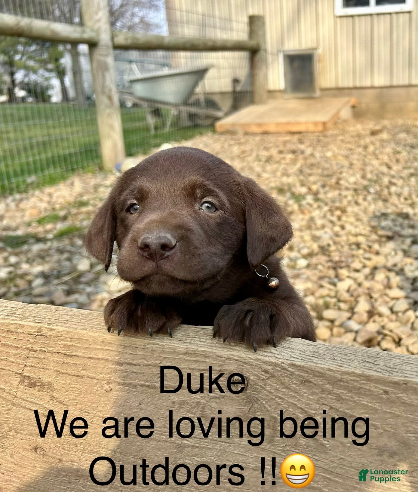 Labrador Retriever dogs Duke Labrador Retriever Puppy  - Ad 1