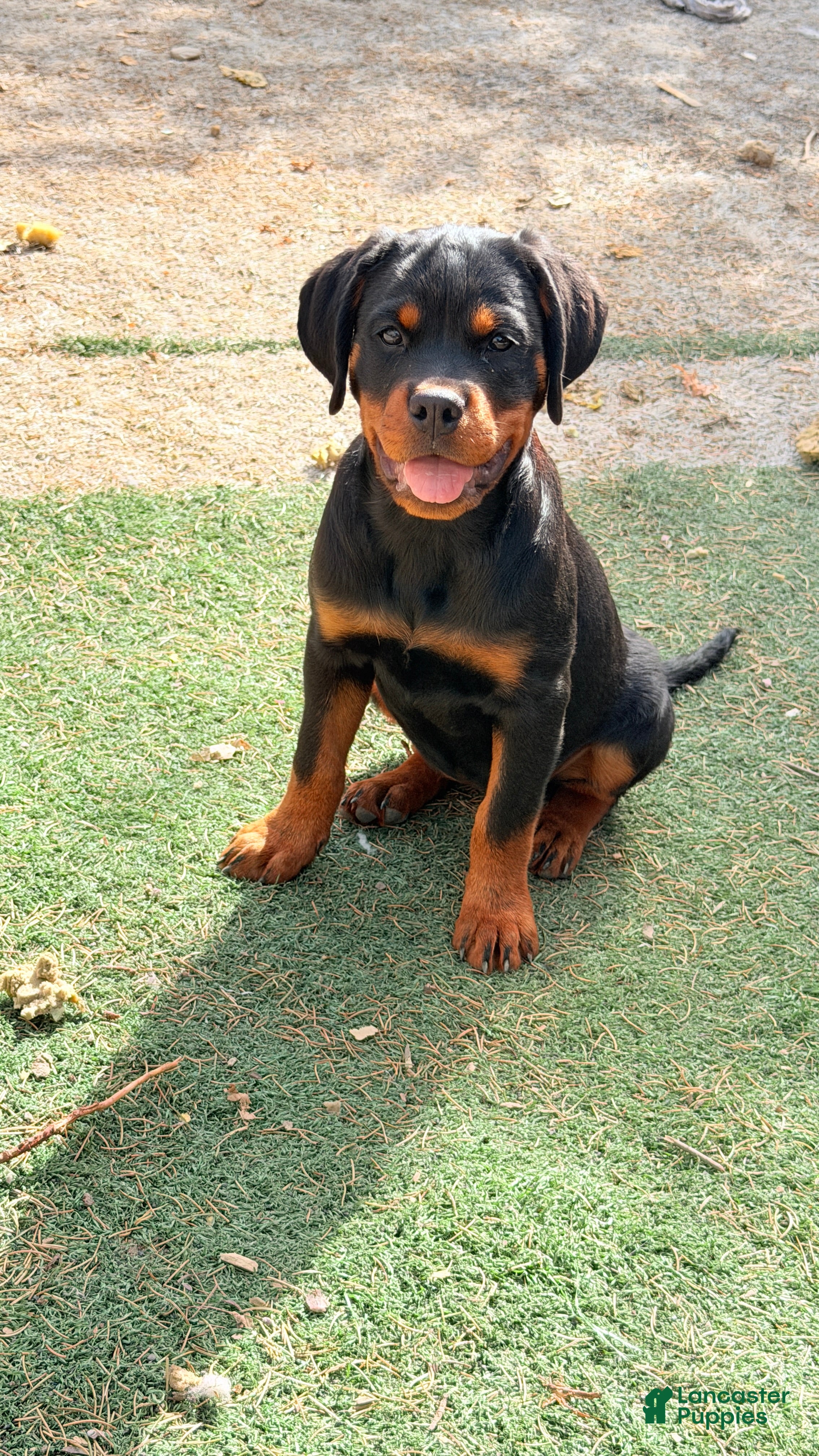 Rottweiler dogs  DD  - Ad 1