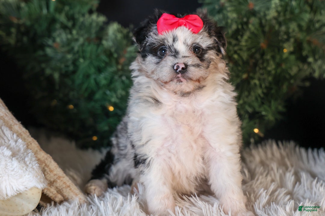Mini Aussiedoodle dogs for sale: Gabby - Ad 13