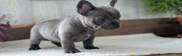 French Bulldog dogs for sale: Nala - Ad 10