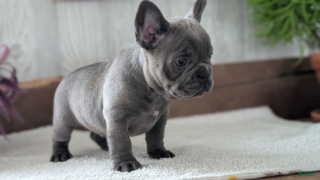 French Bulldog dogs for sale: Nala - Ad 10