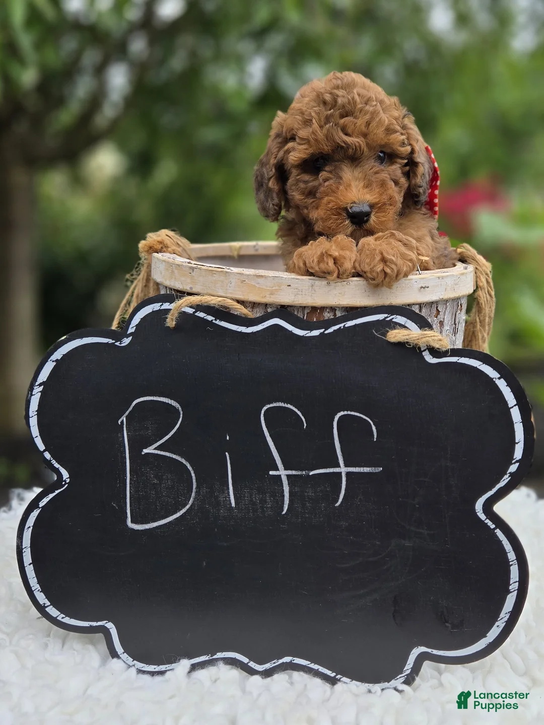 Miniature Poodle dogs for sale: Biff - Ad 5