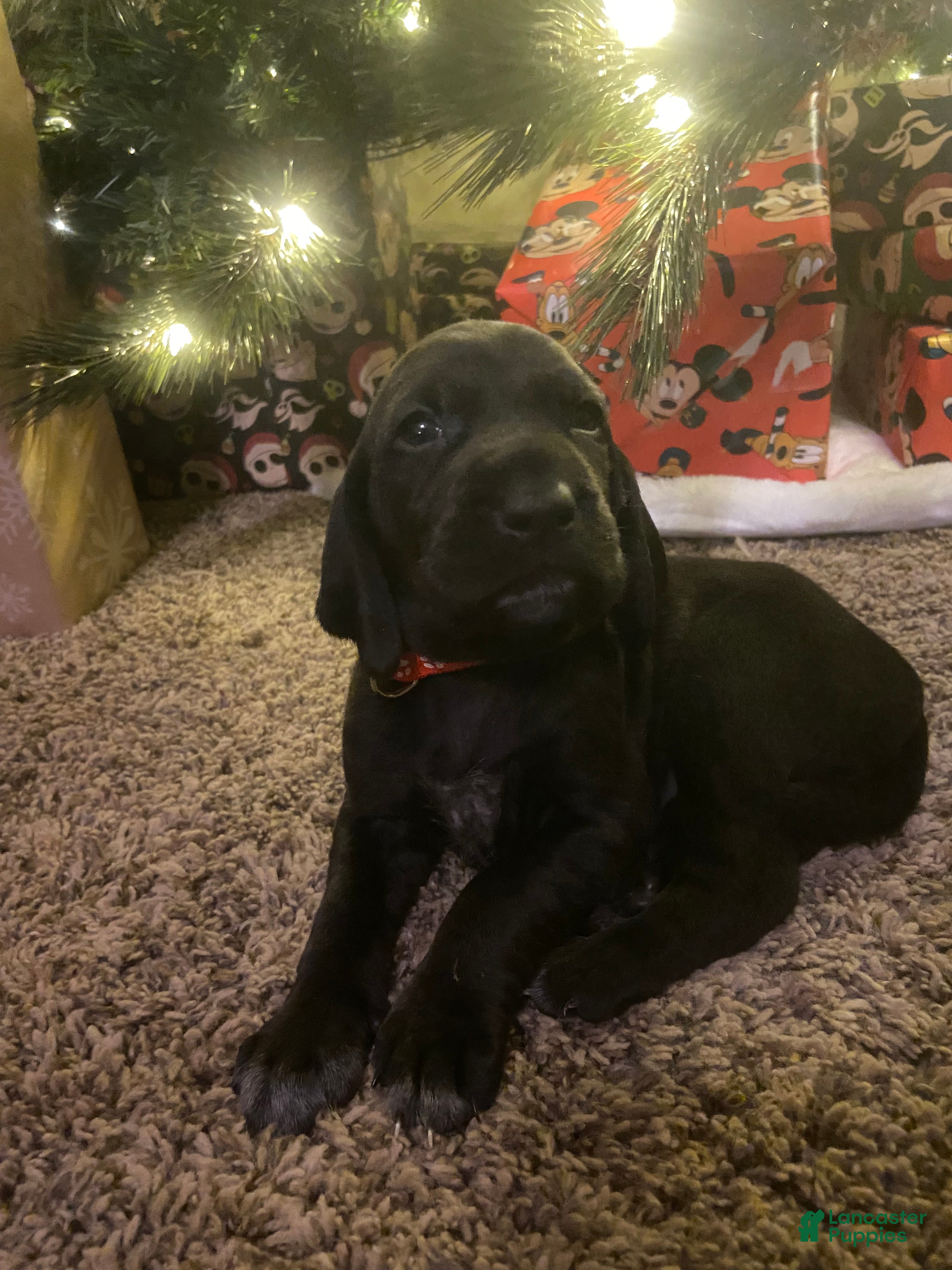 Mixed Breed dogs Mixed Breed Puppy 4 - Ad 39