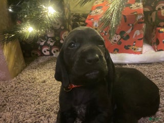 Mixed Breed dogs Mixed Breed Puppy 4 - Ad 31