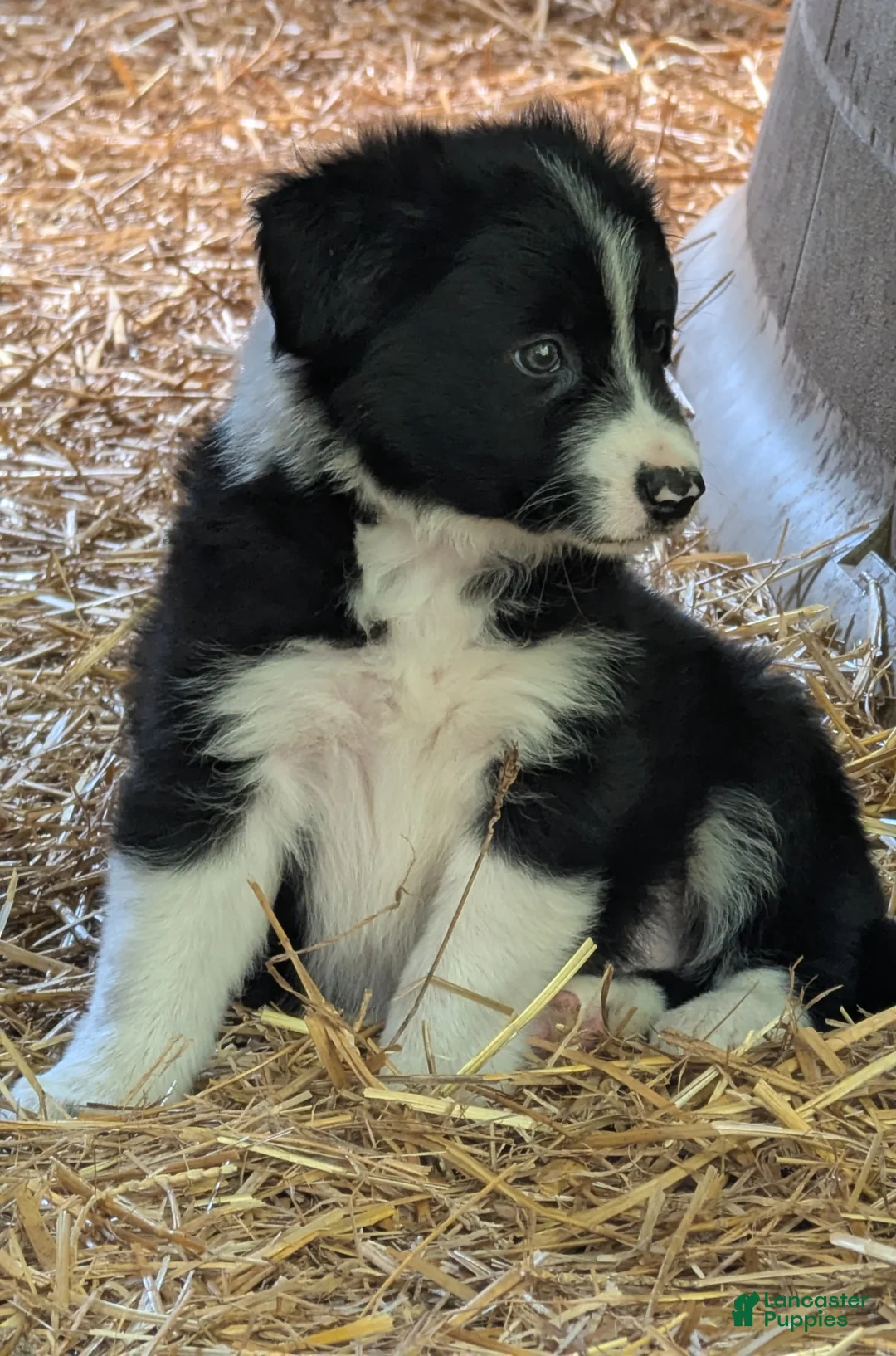 Bernese Mountain Dog dogs for sale: Bernese Mountain Dog 2 - Ad 2