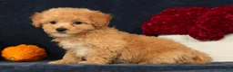 Bichpoo dogs for sale: Oprah - Ad 4