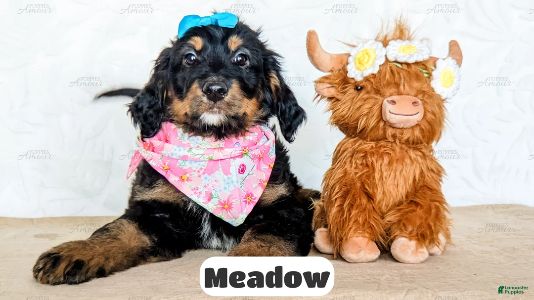 Bernedoodle dogs for sale: Meadow - Ad 1