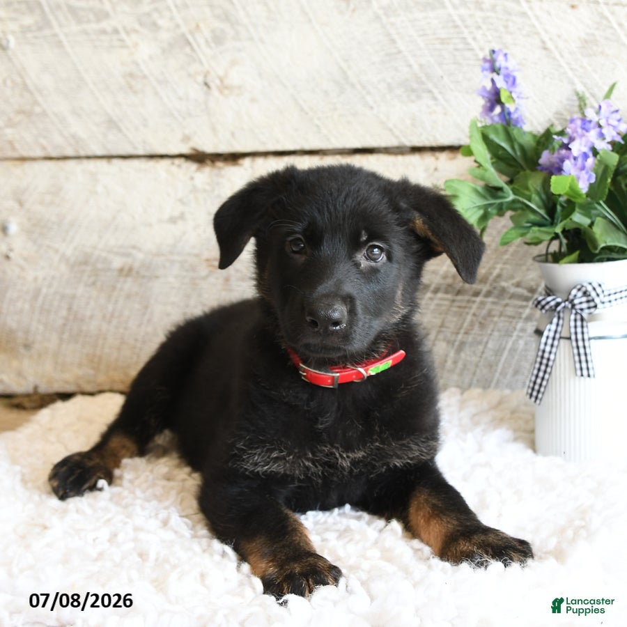 German Shepherd dogs Ranger - Ad 2