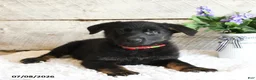 German Shepherd dogs for sale: Ranger - Ad 2