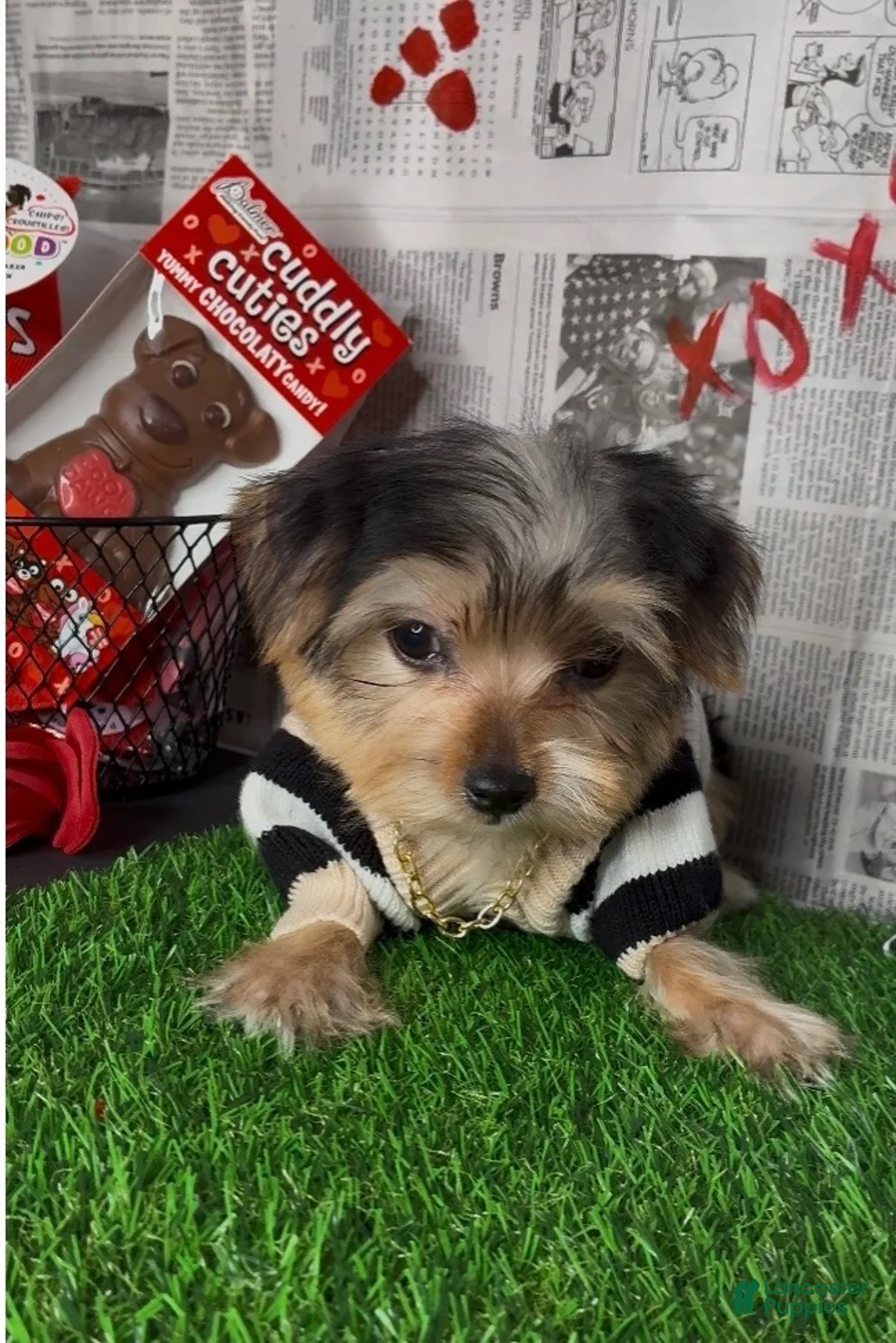 Yorkshire Terrier dogs for sale: Halo - Ad 9