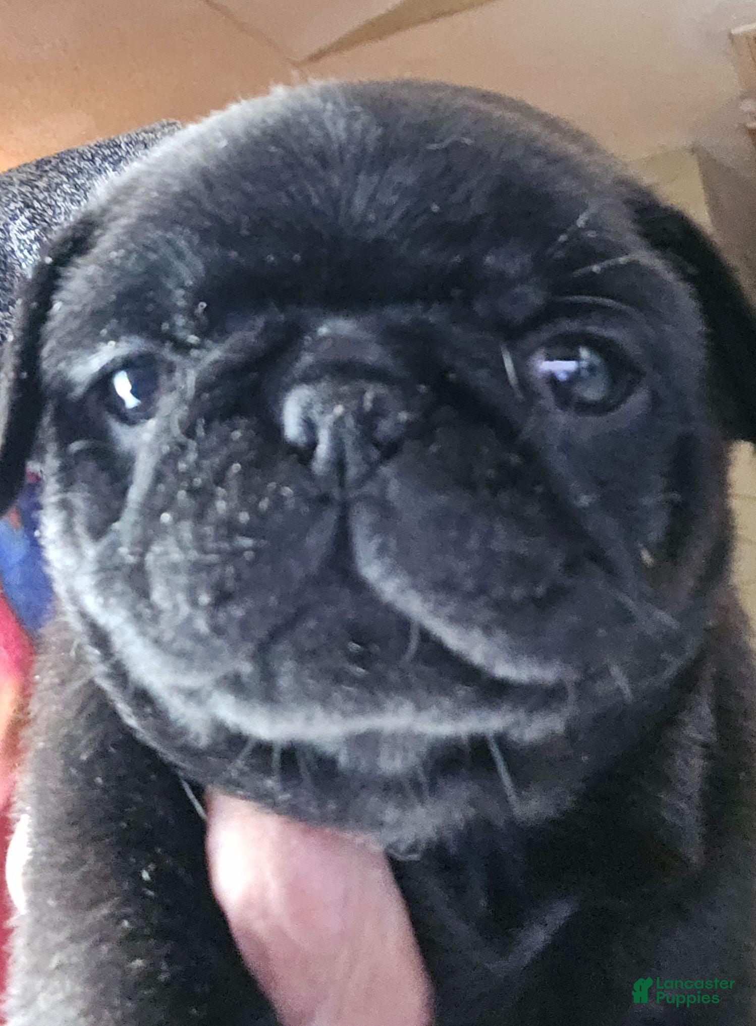 Pug dogs Pug 1 - Ad 7