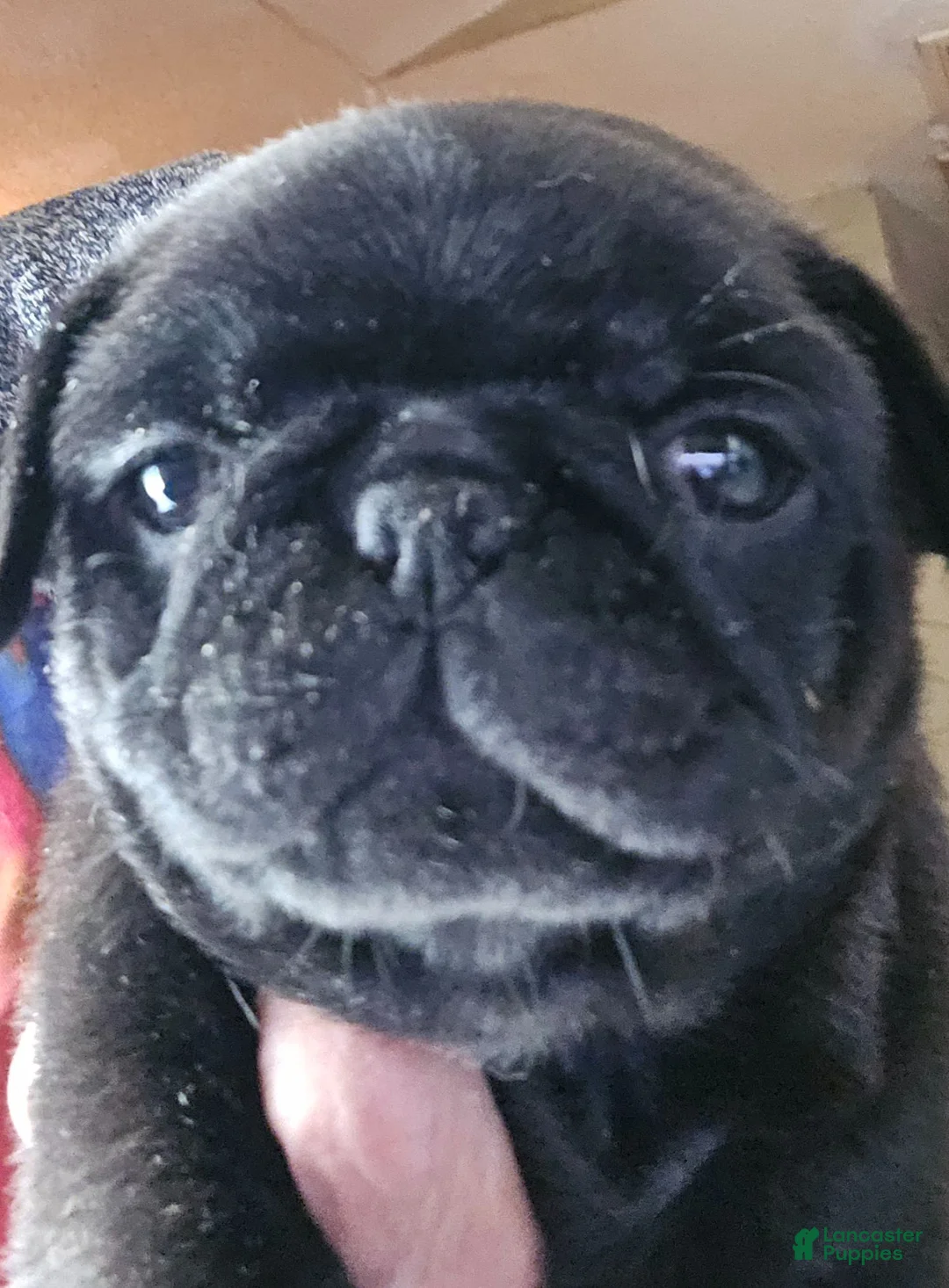 Pug dogs for sale: Pug 1 - Ad 1