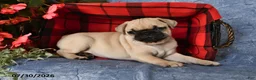 Pug dogs for sale: Belle - Ad 4
