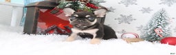 French Bulldog dogs for sale: Jasper - Ad 2