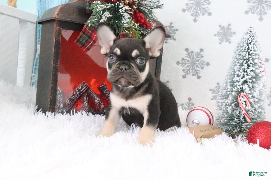 French Bulldog dogs for sale: Jasper - Ad 2