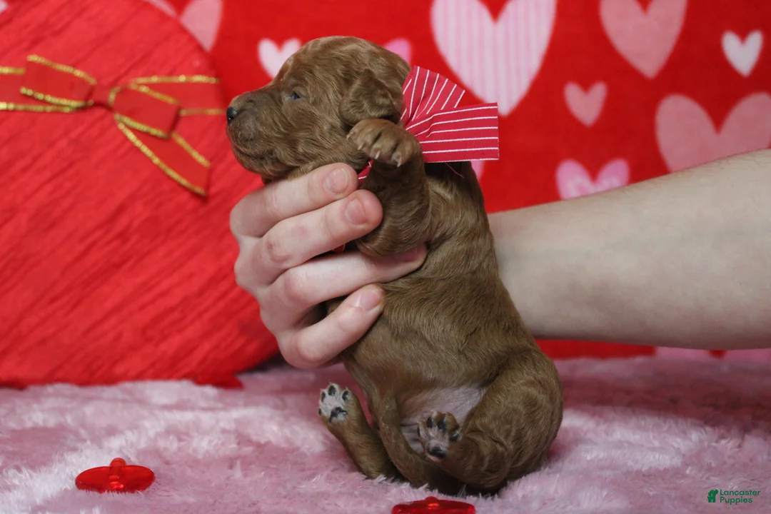 Goldendoodle dogs for sale: RC  - Ad 9