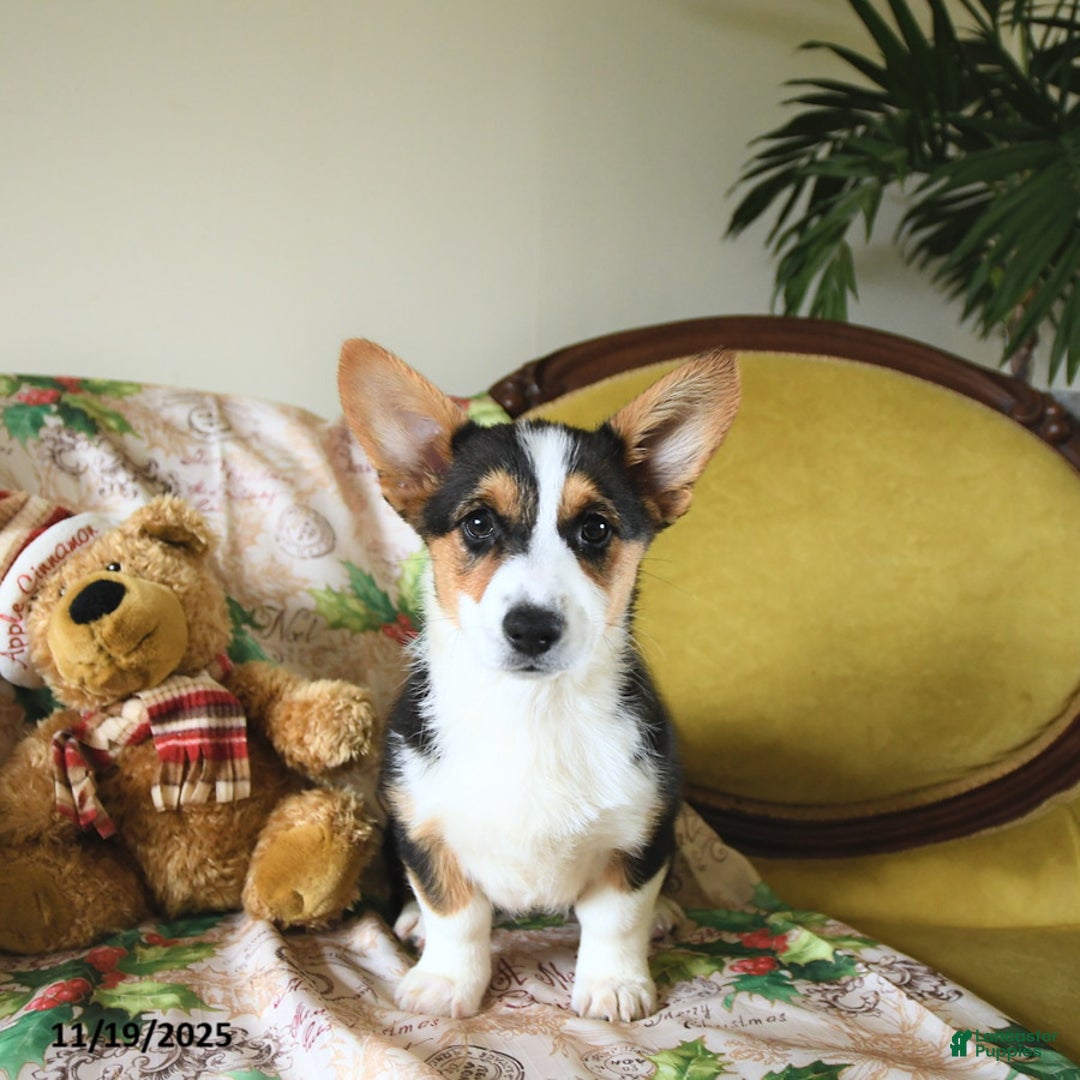 Welsh Corgi Pembroke dogs for sale: Nellie - Ad 7