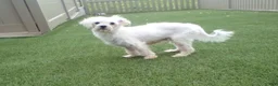 Maltipoo dogs for sale: Posie - Ad 11
