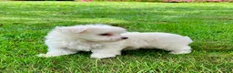 Maltese dogs for sale: Murphy - Ad 5