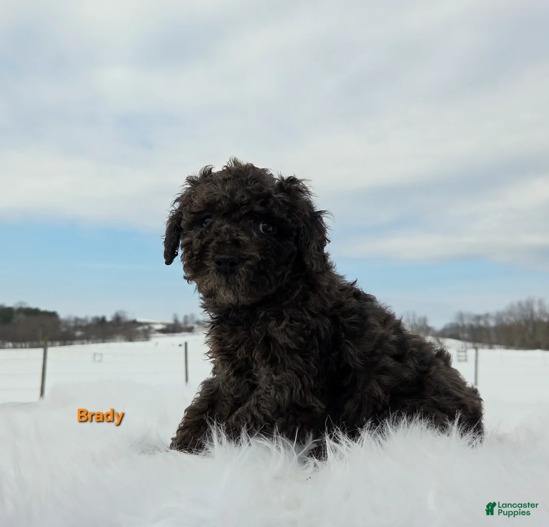 Miniature Poodle dogs for sale: Brady - Ad 5