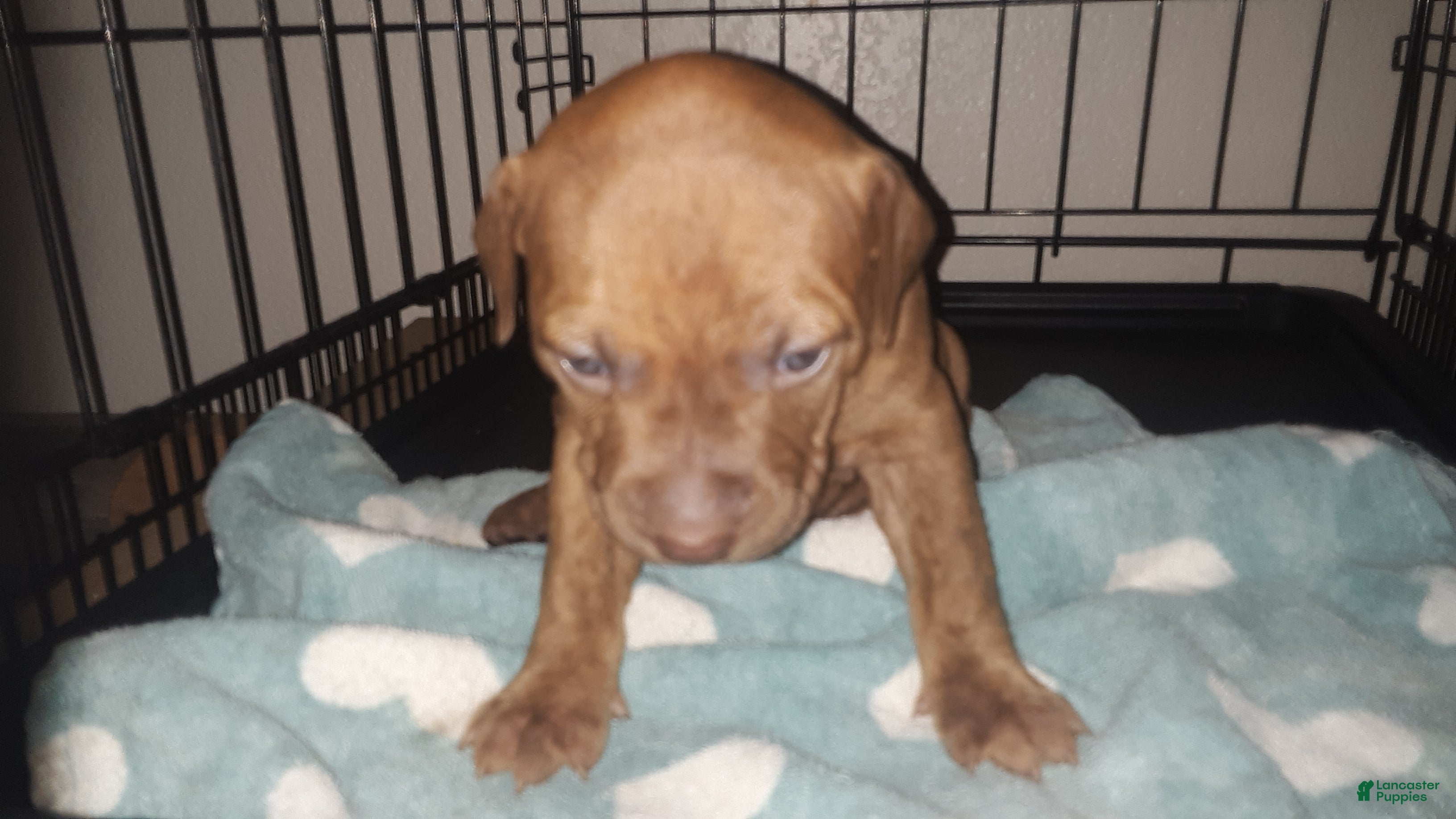American Pit Bull Terrier dogs for sale: American Pit Bull Terrier 5 - Ad 1