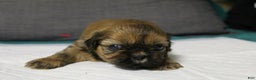 Shih Tzu dogs for sale: Link - Ad 10