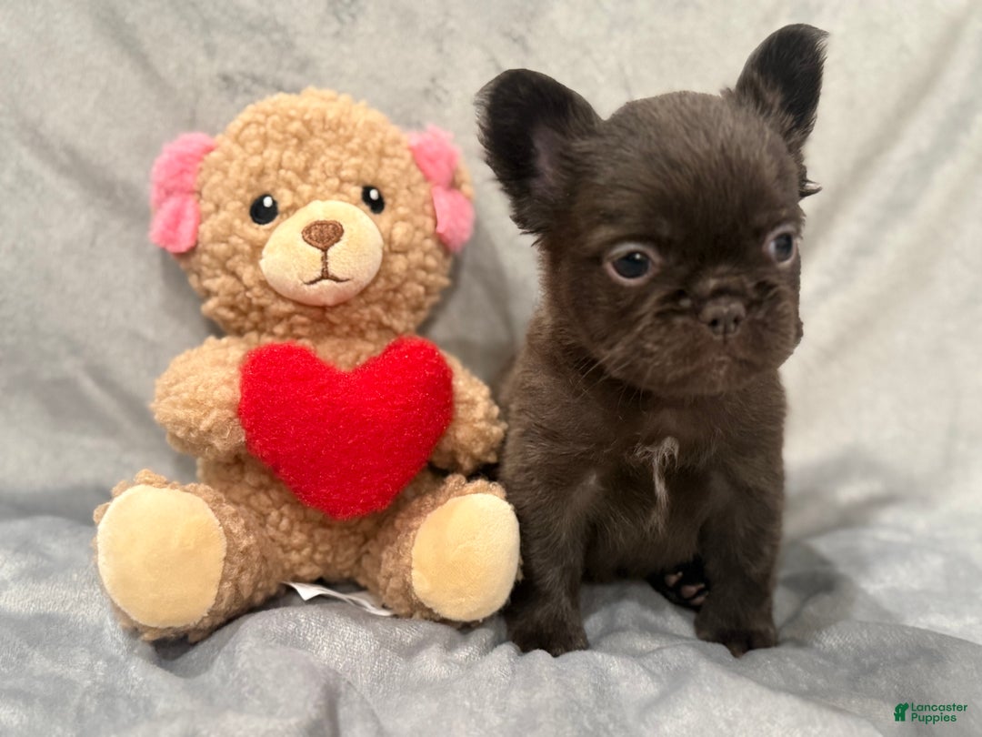 French Bulldog dogs for sale: Mary - Ad 3