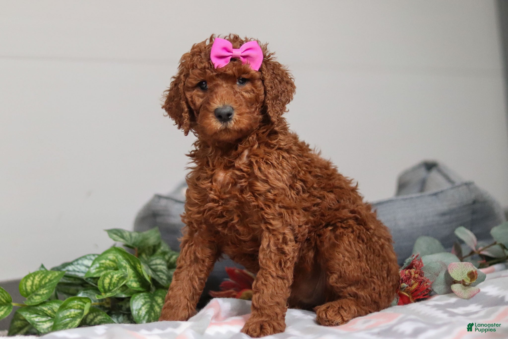 Standard Poodle dogs Nellie AKC - Ad 8