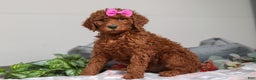 Standard Poodle dogs for sale: Nellie AKC - Ad 1