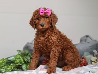 Standard Poodle dogs Nellie AKC - Ad 19