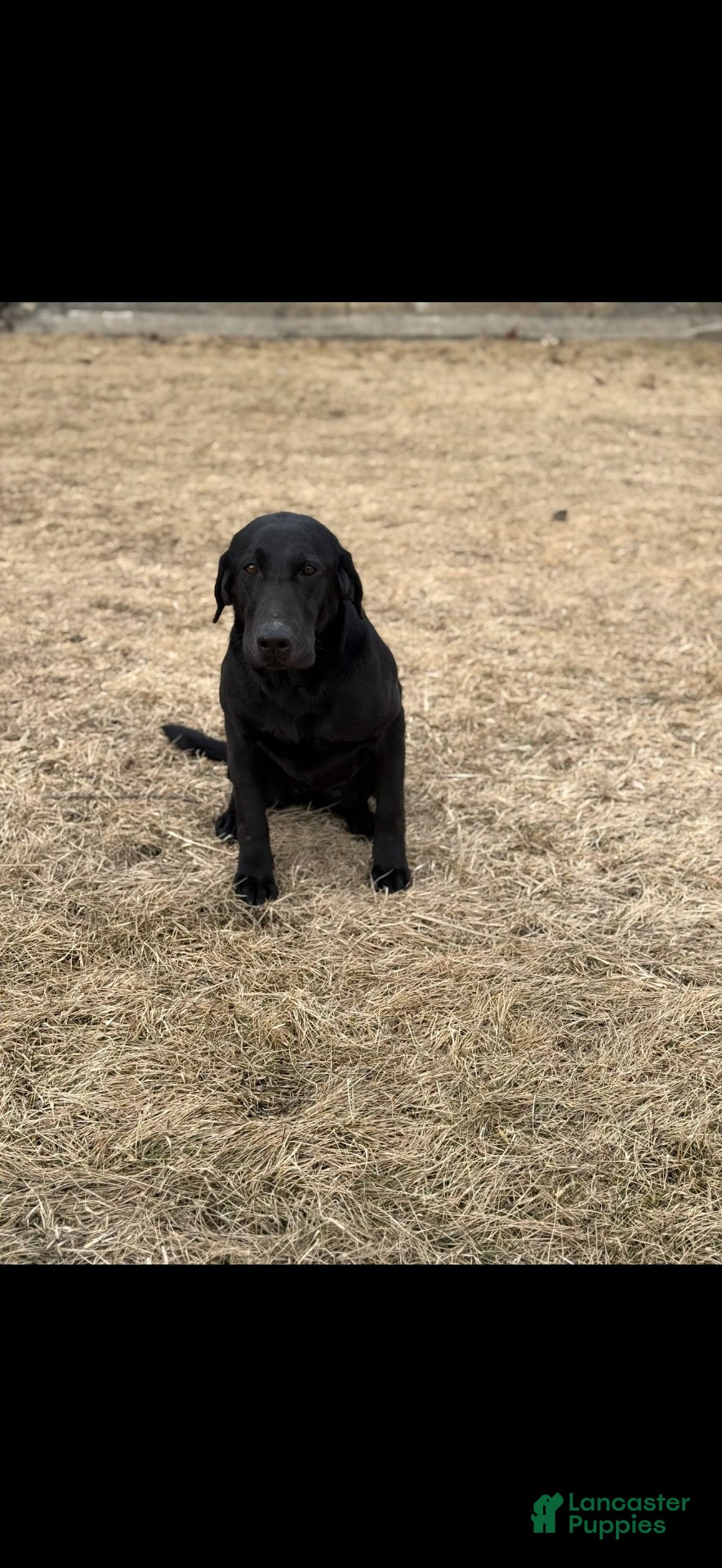 Labrador Retriever dogs for sale: Labrador Retriever 8 - Ad 2