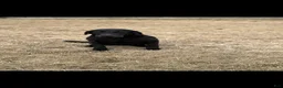 Labrador Retriever dogs for sale: Labrador Retriever 4 - Ad 2