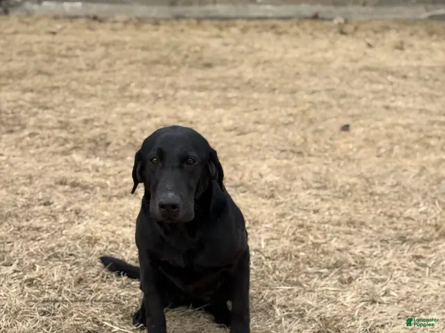 Labrador Retriever dogs for sale: Labrador Retriever 7 - Ad 2