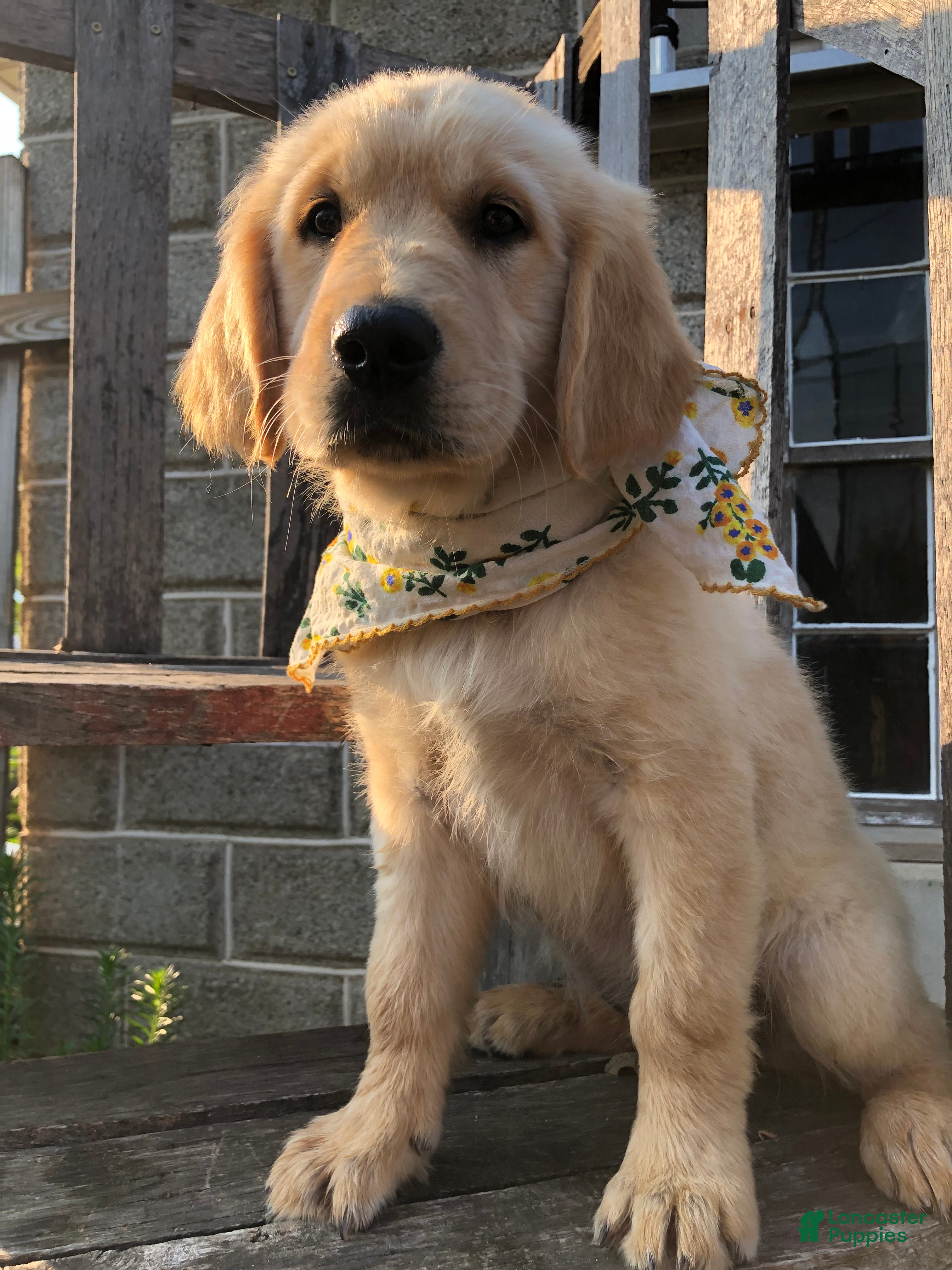 Goldador dogs River - Ad 1