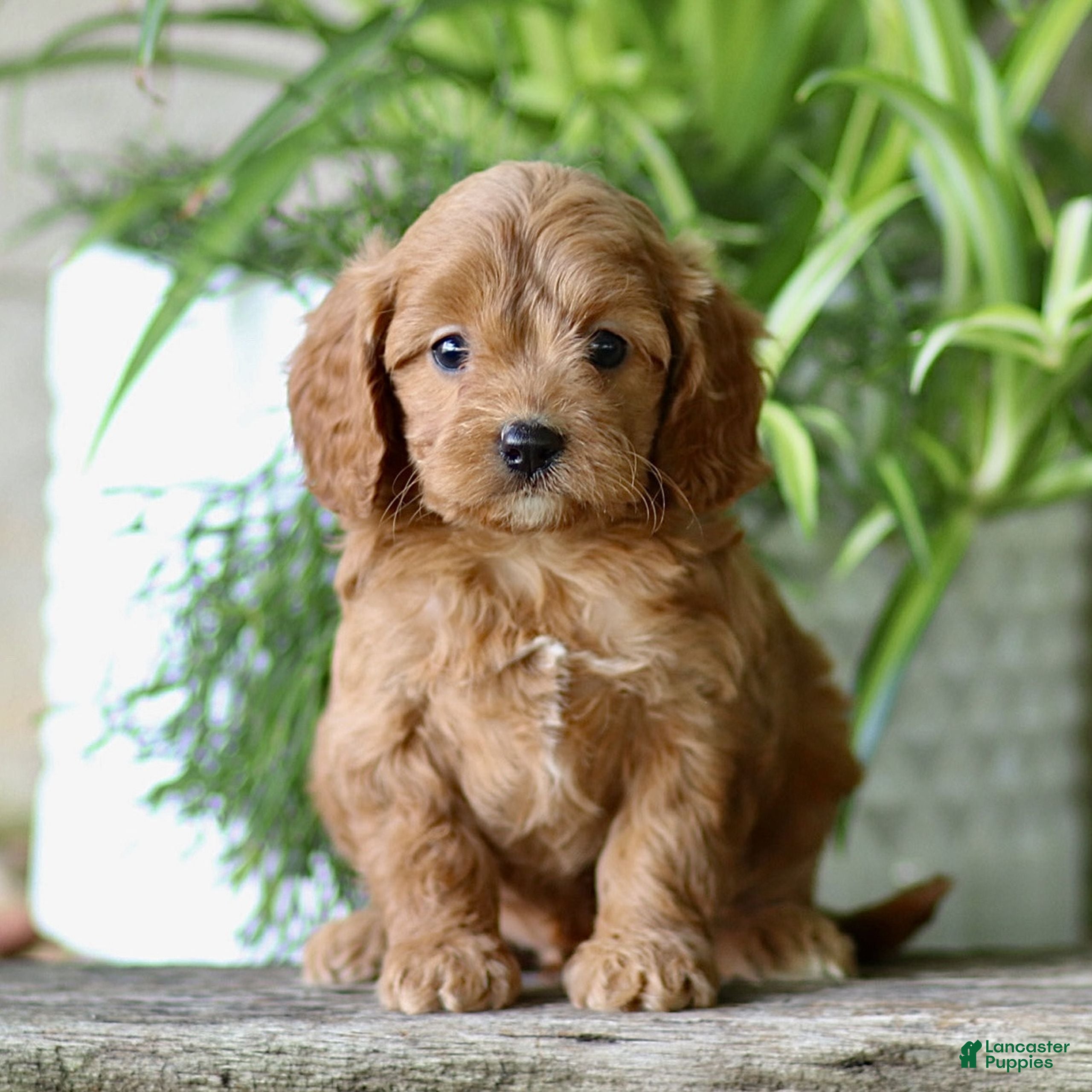 Cavapoo dogs Chase  - Ad 1