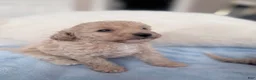 Mini Goldendoodle dogs for sale: Mini Goldendoodle 1 - Ad 4
