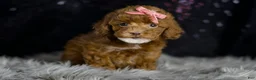 Toy Poodle dogs for sale: Cayenne - Ad 7