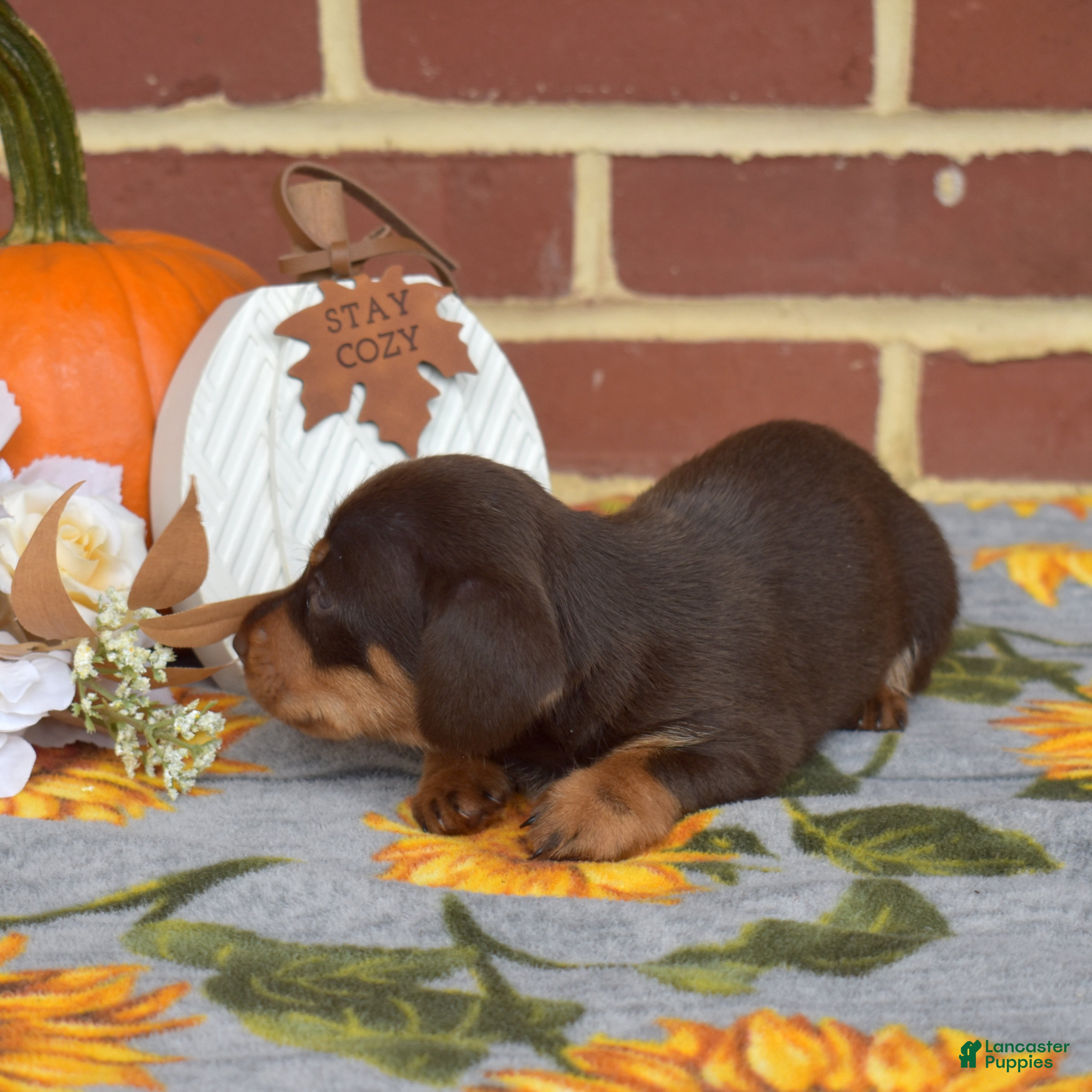Miniature Dachshund dogs Mocha - Ad 2
