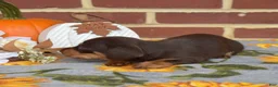 Miniature Dachshund dogs for sale: Mocha - Ad 2
