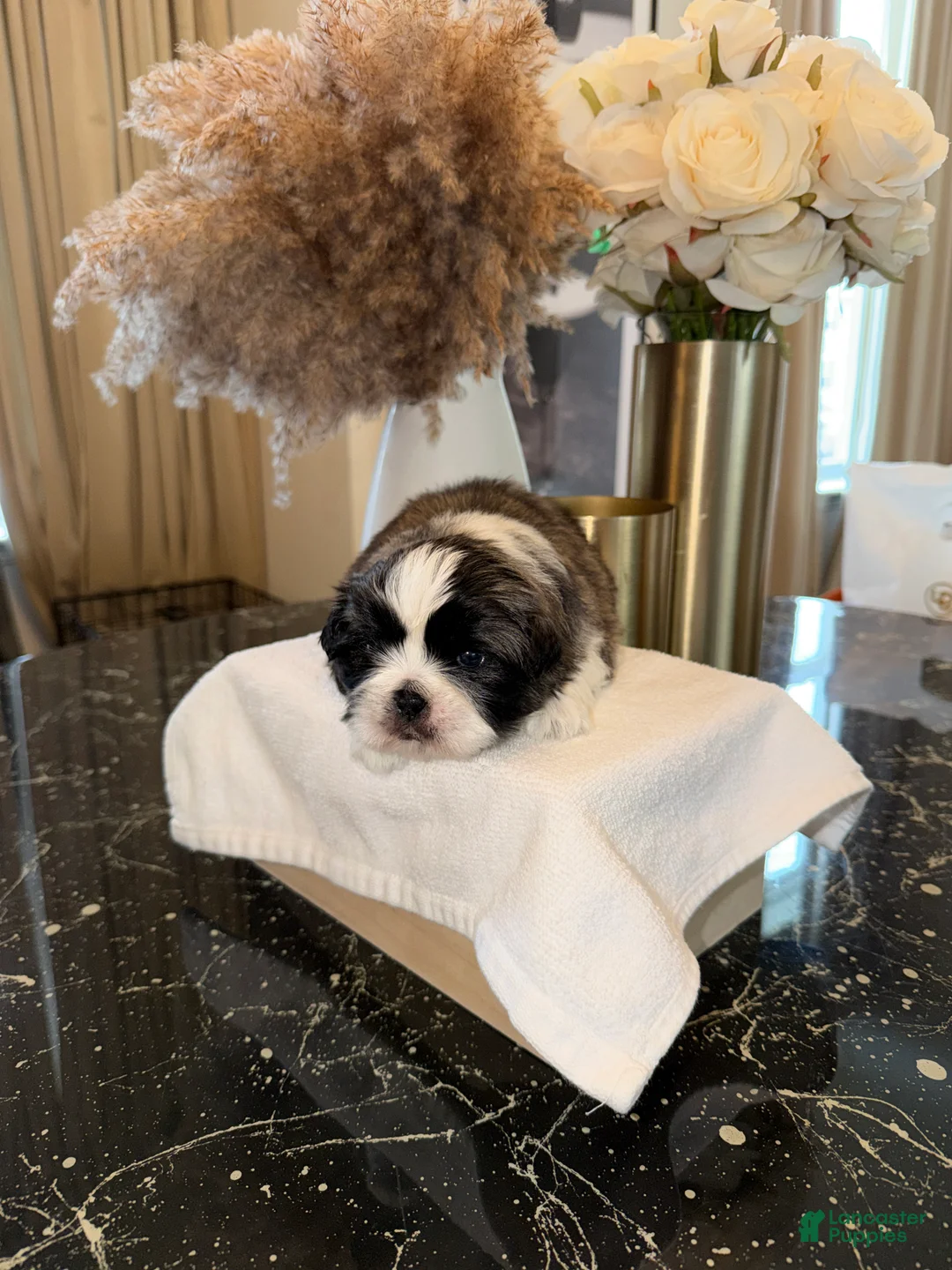Shih Tzu dogs for sale: Thunder 🐾 | Male - Price Negotiable - Ad 1