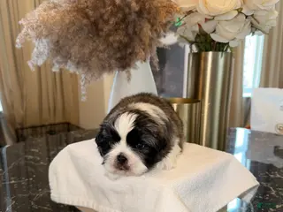 Shih Tzu dogs for sale: Thunder đž | Male - Price Negotiable - Ad 1