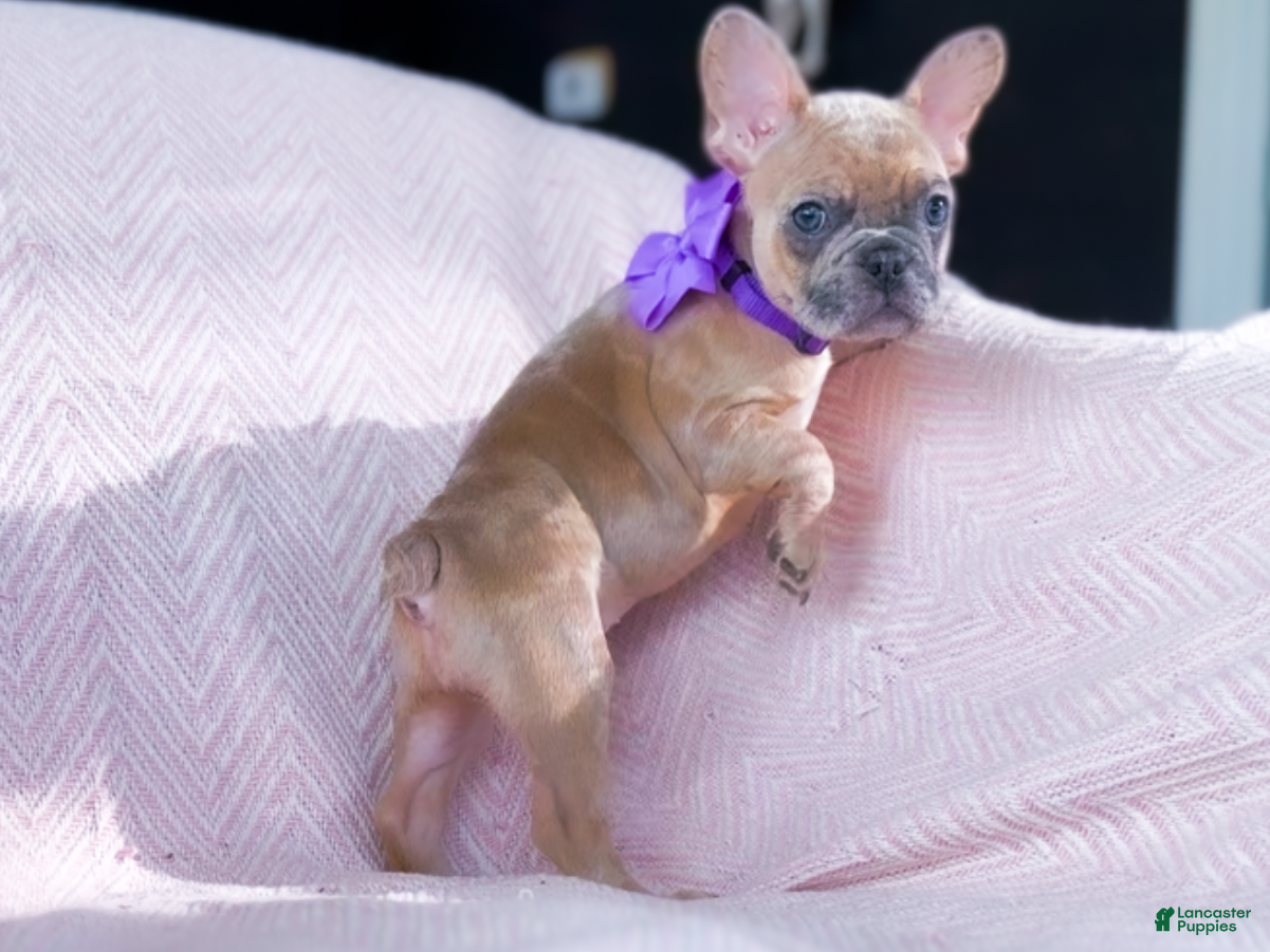 French Bulldog dogs Snickerdoodle - Ad 7