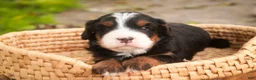 Bernedoodle dogs for sale: Sumit Miniature Bernedoodle  - Ad 6