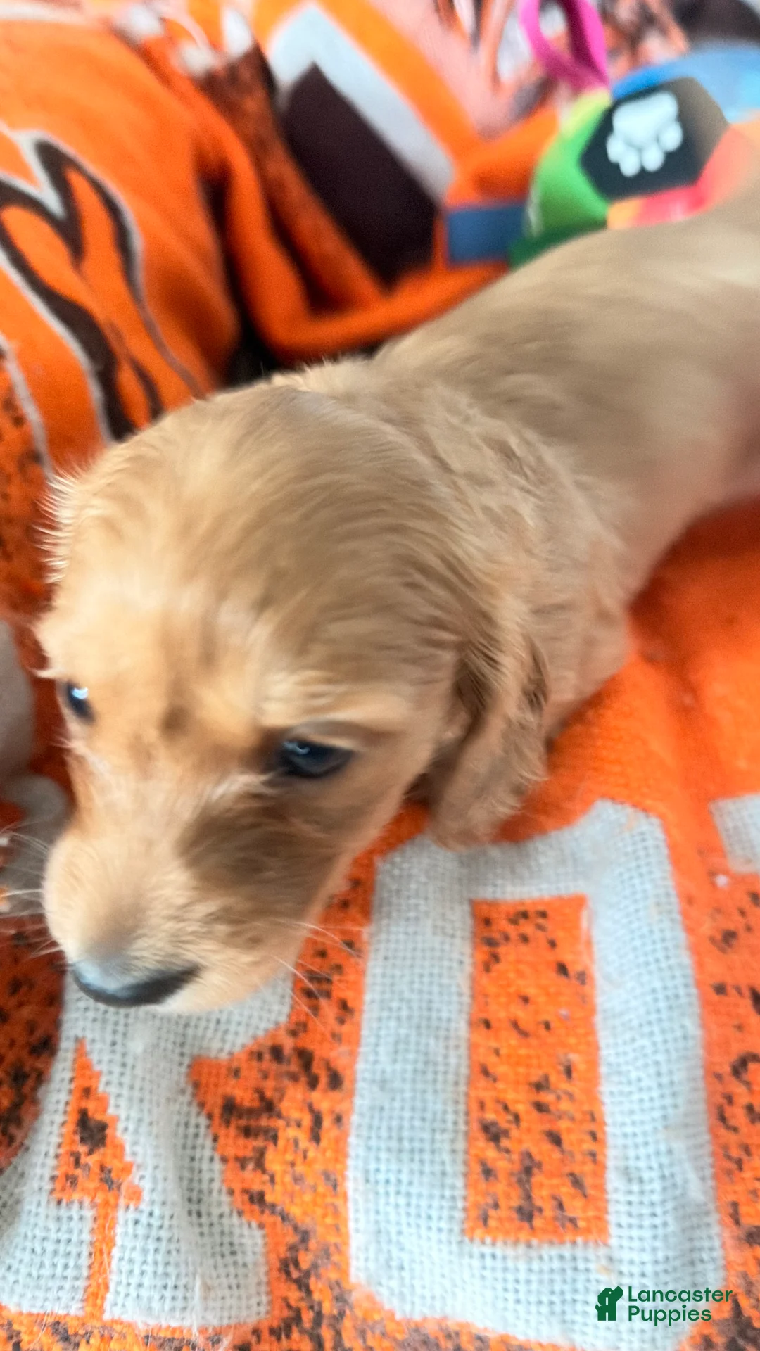 Dachshund dogs for sale: Dachshund 4 - Ad 2