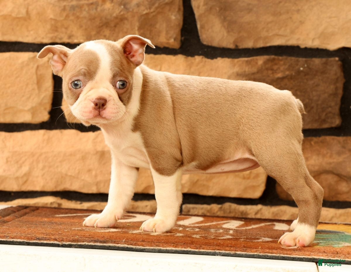 Boston Terrier dogs for sale: Callie - Ad 3