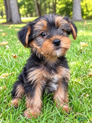 Yorkshire Terrier dogs Winston - Ad 2