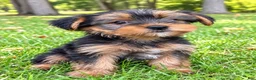 Yorkshire Terrier dogs for sale: Winston - Ad 2