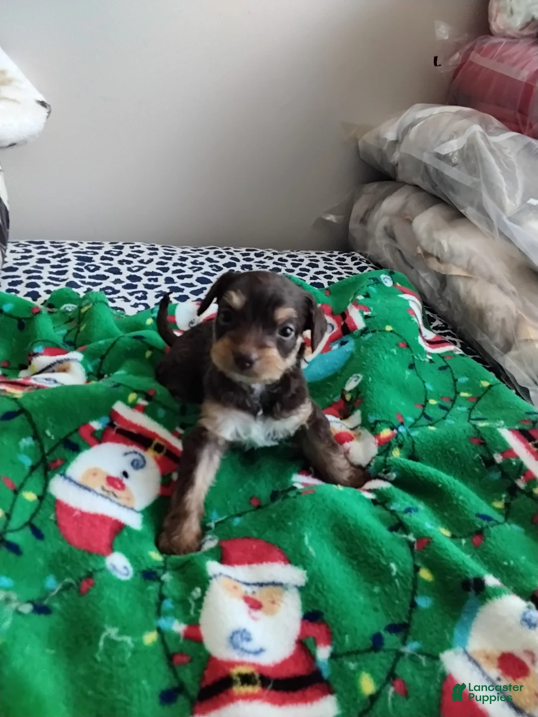 Mixed Breed dogs for sale: Bebe - Ad 3