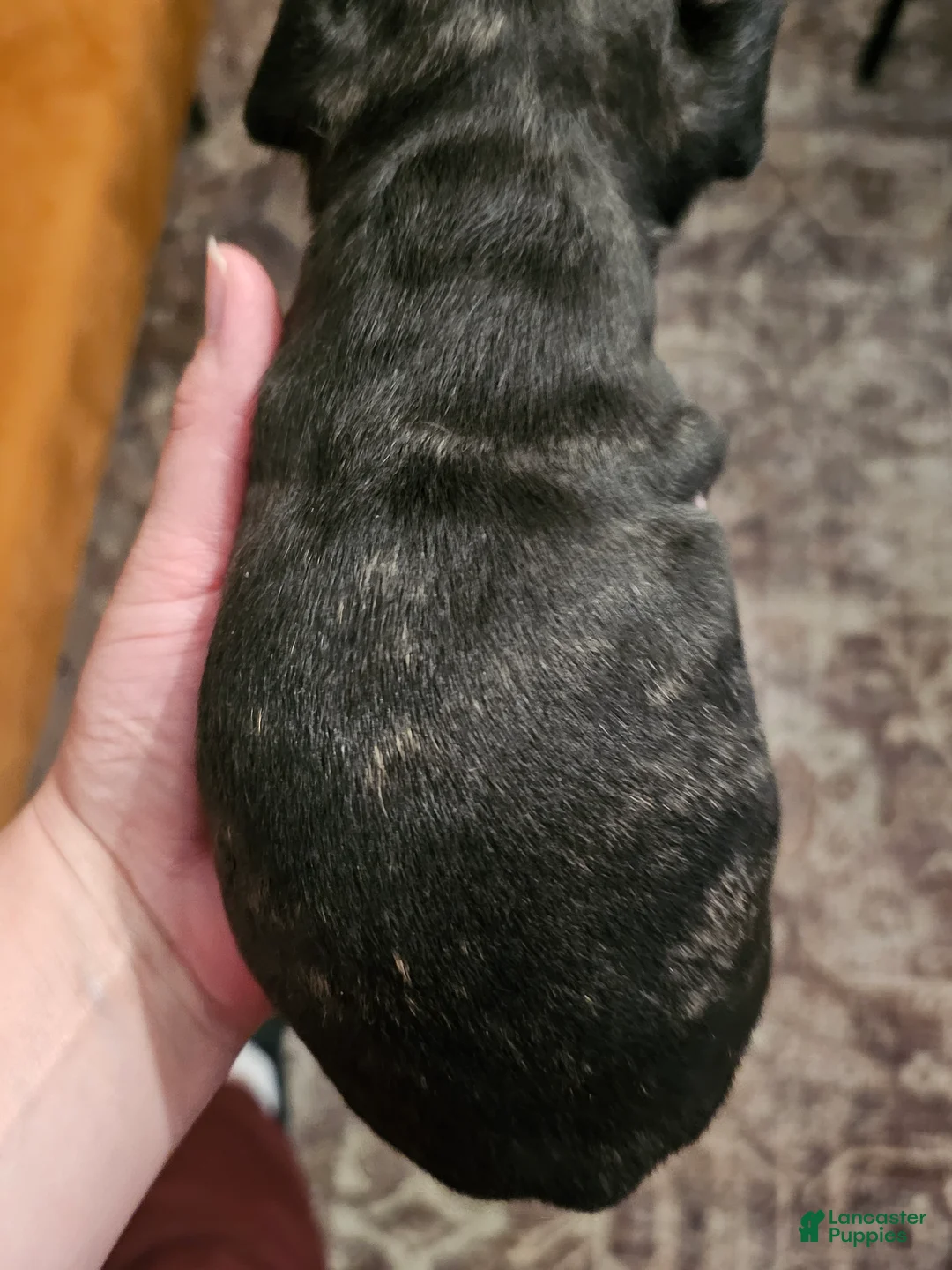 French Bulldog dogs for sale: Grayson - Ad 2
