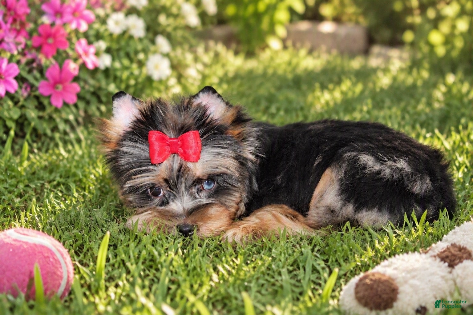 Yorkshire Terrier dogs Yorkshire Terrier 1 - Ad 23
